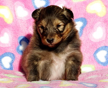 Lilka vom Affinger Bach, 3 Wochen alt