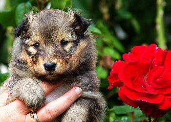 Lilka vom Affinger Bach, 4 Wochen alt