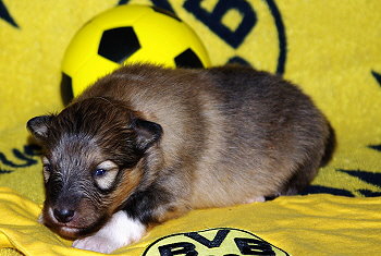 Leon vom Affinger Bach, 2 Wochen alt