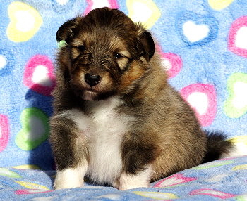 Leon vom Affinger Bach, 3 Wochen alt