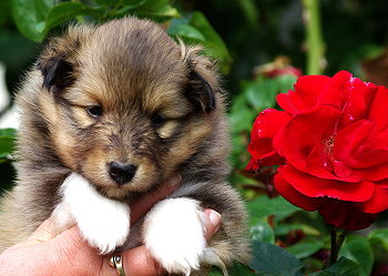 Lilka vom Affinger Bach, 4 Wochen alt