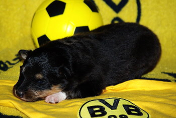 Lavinia vom Affinger Bach, 2 Wochen alt