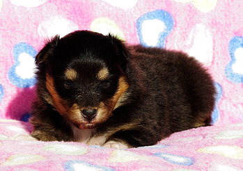 Lavinia vom Affinger Bach, 3 Wochen alt