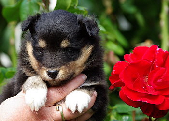 Lavinia vom Affinger Bach, 4 Wochen alt