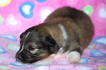 Marta vom Affinger Bach, 2 Wochen alt