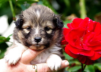 Marta vom Affinger Bach, 3 Wochen alt