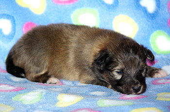 Milos vom Affinger Bach, 2 Wochen alt