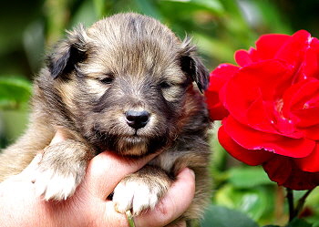 Milos vom Affinger Bach, 3 Wochen alt