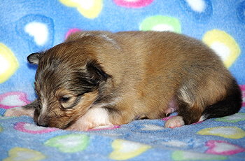 Marco vom Affinger Bach, 2 Wochen alt