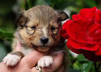 Marco vom Affinger Bach, 3 Wochen alt