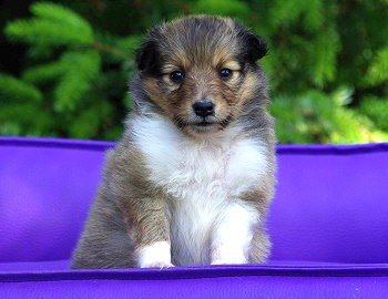 Mats vom Affinger Bach, 4 Wochen alt