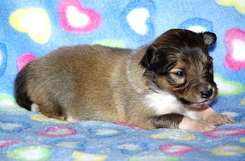 Mats vom Affinger Bach, 2 Wochen alt