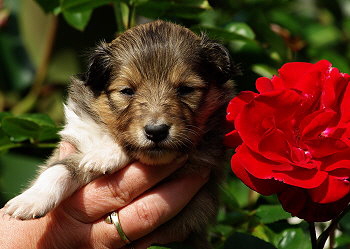 Mats vom Affinger Bach, 3 Wochen alt