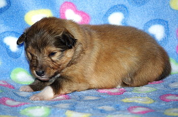 Mitch vom Affinger Bach, 2 Wochen alt