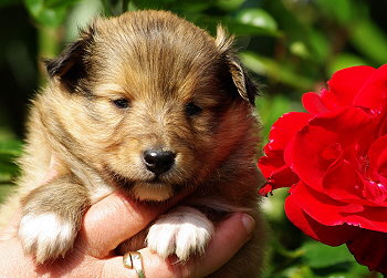 Mitch vom Affinger Bach, 3 Wochen alt