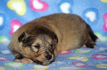 Marcel vom Affinger Bach, 2 Wochen alt