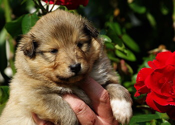 Marcel vom Affinger Bach, 3 Wochen alt