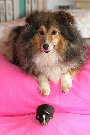 Mama Toffie passt auf ihre kleine Tochter auf! 