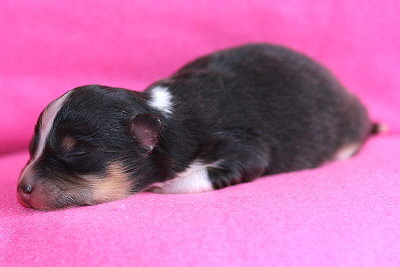 Malika vom Affinger Bach, 3 Tage alt