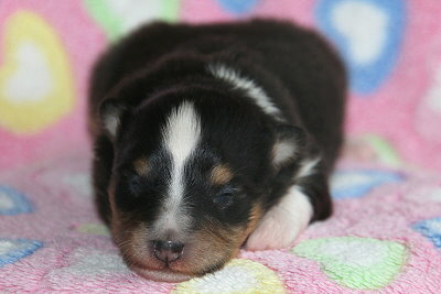 Malika vom Affinger Bach, 1 Woche alt