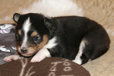 Malika vom Affinger Bach, 3 Wochen alt