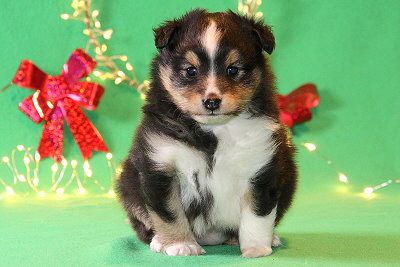 Malika vom Affinger Bach, 6 Wochen alt