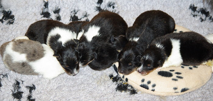 N2-Wurf vom Affinger Bach, 9 Tage alt 