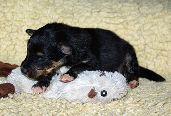 Ninja vom Affinger Bach, 2 Wochen alt