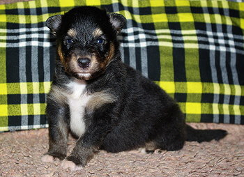 Ninja vom Affinger Bach, 3 Wochen alt 