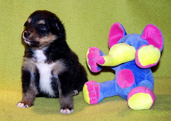 Ninja vom Affinger Bach, 4 Wochen alt