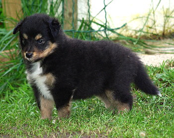 Ninja vom Affinger Bach, 5 Wochen alt