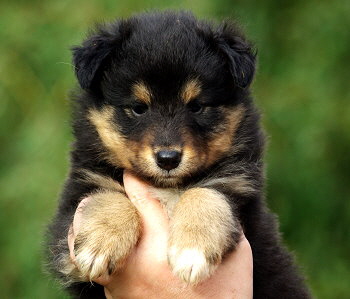 Ninja vom Affinger Bach, 6 Wochen alt