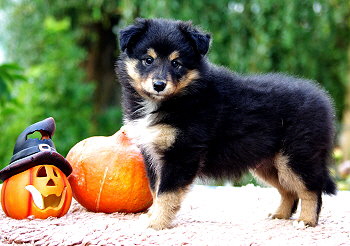 Ninja vom Affinger Bach, 7 Wochen alt