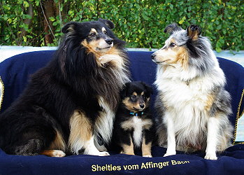 Ninja vom Affinger Bach, 8 Wochen alt