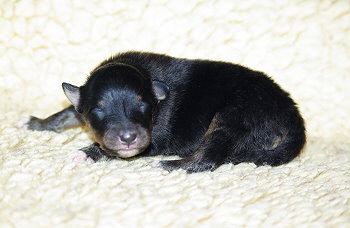 Ninja vom Affinger Bach, 9 Tage alt 