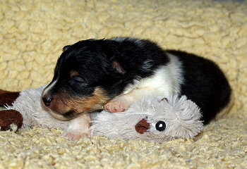 Neven vom Affinger Bach, 2 Wochen alt