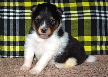 Neven vom Affinger Bach, 3 Wochen alt 