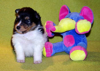 Neven vom Affinger Bach, 4 Wochen alt