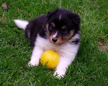 Neven vom Affinger Bach, 5 Wochen alt