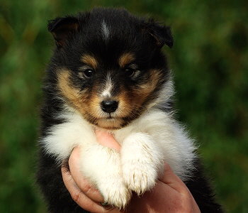 Neven vom Affinger Bach, 6 Wochen alt