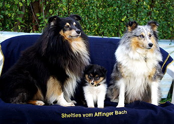 Neven vom Affinger Bach, 8 Wochen alt, zusammen mit seinen Eltern