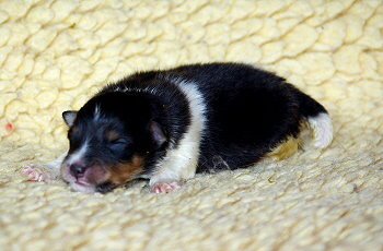 Neven vom Affinger Bach, 9 Tage alt 