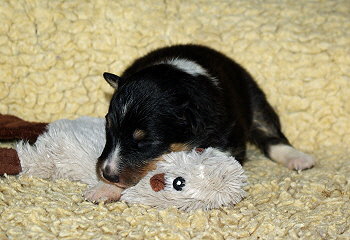 Noomi vom Affinger Bach, 2 Wochen alt