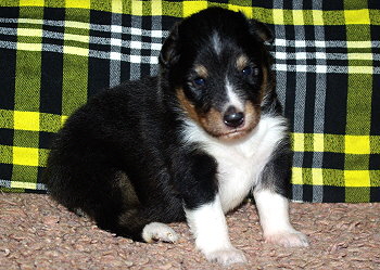 Noomi vom Affinger Bach, 3 Wochen alt