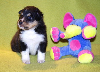 Noomi vom Affinger Bach, 4 Wochen alt