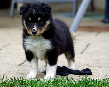 Noomi vom Affinger Bach, 5 Wochen alt