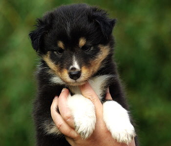 Noomi vom Affinger Bach, 6 Wochen alt