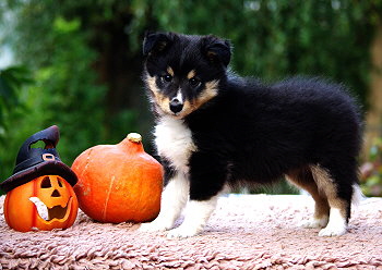 Noomi vom Affinger Bach, 7 Wochen alt