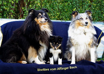 Noomi vom Affinger Bach, 8 Wochen alt, zusammen mit ihren Eltern