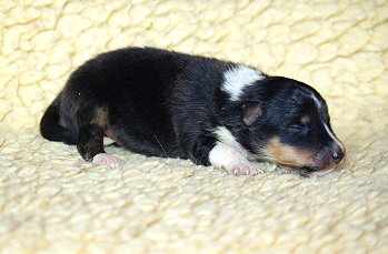 Noomi vom Affinger Bach, 9 Tage alt 